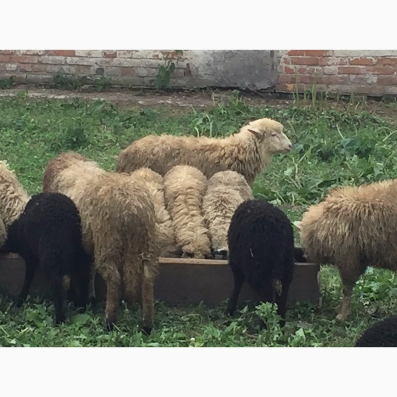 Фото 2. Продам ягнят овец бараны