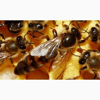 Продам бджолині матки 2018 року
