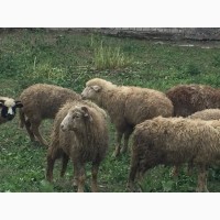 Продам молодых баранов ягнят овец