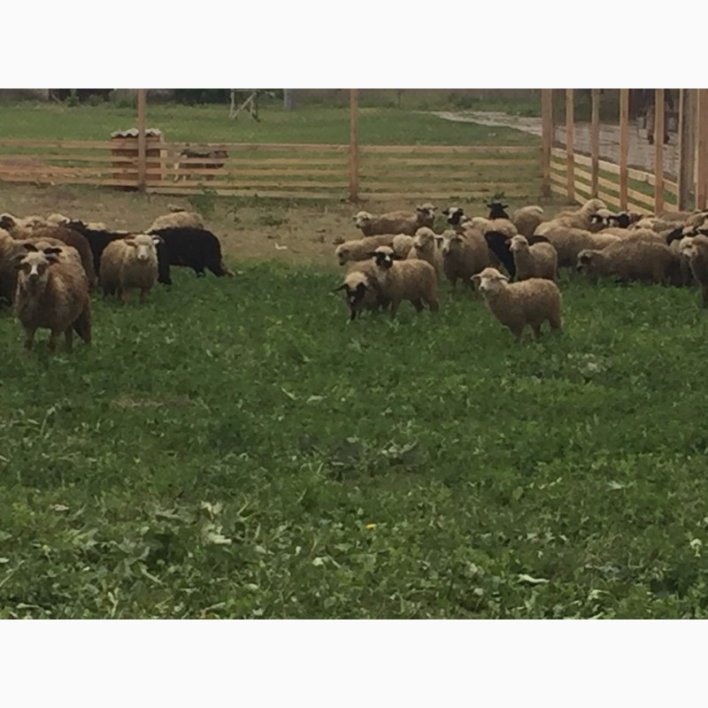 Фото 4. Продам молодых баранов ягнят овец