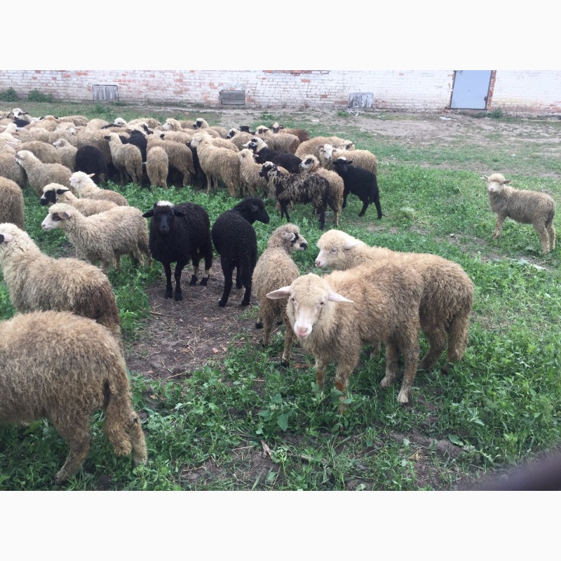 Фото 6. Продам молодых баранов ягнят овец