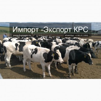 Продажа коров дойных, нетелей молочных пород 1 500 голов КРС