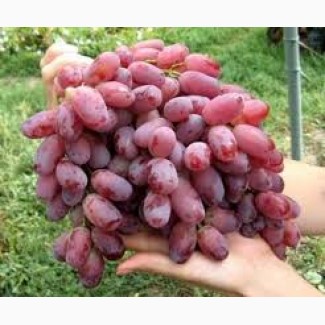 Продам виноград от производителя оптом