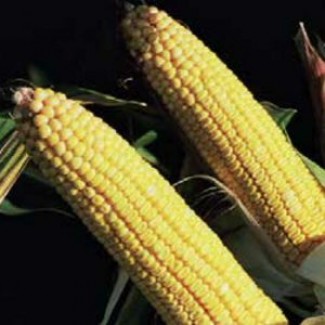 Семена кукурузы Тиадор
