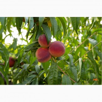 Продам саджанці персика Молдова