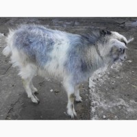 Продам альпийского козла