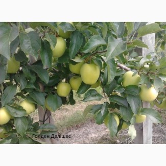 Продаєм саджанці яблуні на підщепі мм - 106, м-9, м-26, 54-118 ОПТ