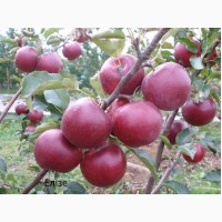 Продаєм саджанці яблуні на підщепі мм - 106, м-9, м-26, 54-118 ОПТ