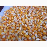 Кукуруза продовольственная на экспорт