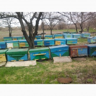 Продажа пчел. Продажа пчелопакетов. Луганск. 2020 год