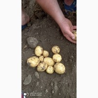 ПРОДАМ молодой картофель сорт Ривьера