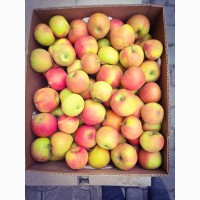 Продам яблука 1 сорту з власного саду до 80т