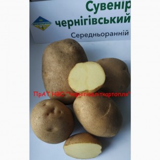 Продаж насіннєвої картоплі від виробника еліта, посадкова картопля