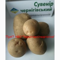 Продаж насіннєвої картоплі від виробника еліта, посадкова картопля