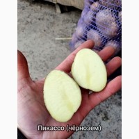 Продам товарный картофель оптом