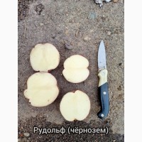 Продам товарный картофель оптом