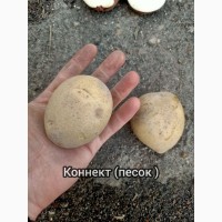 Продам товарный картофель оптом