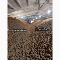 Продам товарный картофель оптом