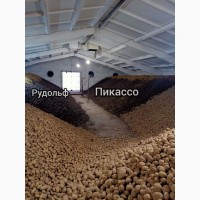 Продам товарный картофель оптом