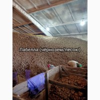 Продам товарный картофель оптом