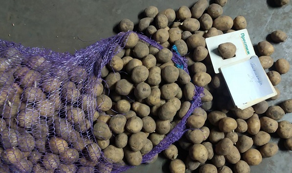 Продам картоплю власного виробництва