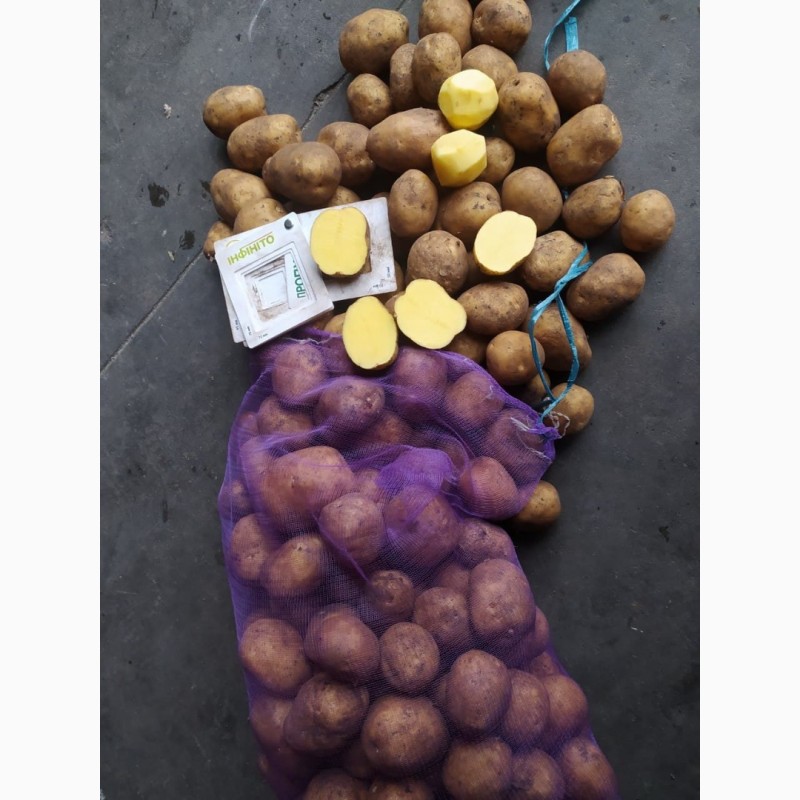 Фото 2. Продам картоплю власного виробництва