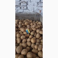 Куплю картоплю білих сортів від 20 тон на експорт