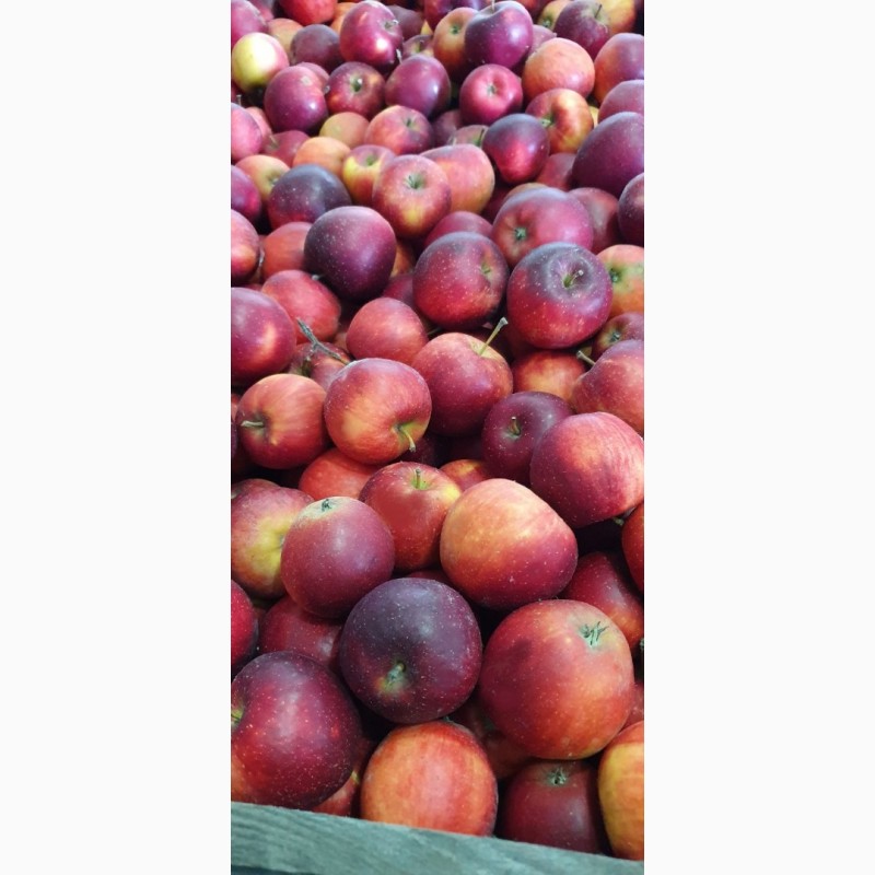 Фото 3. Продам яблука фрешовані з холодильника