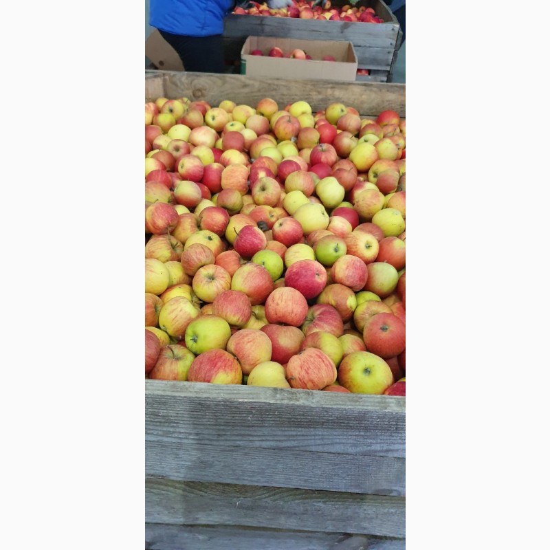 Фото 4. Продам яблука фрешовані з холодильника