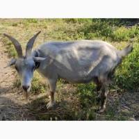 Продам 2 высокоудойные зааненские козы
