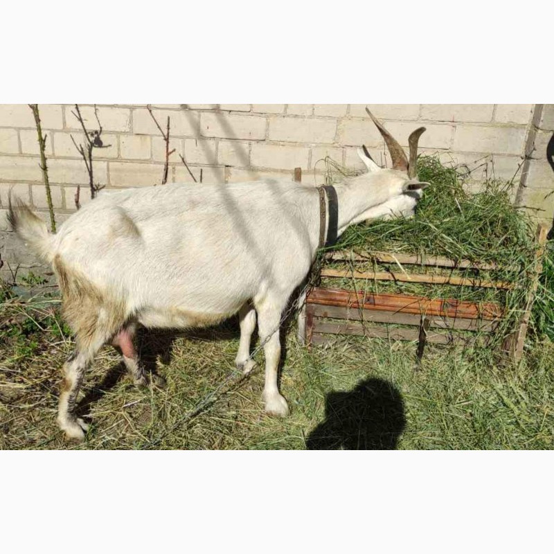 Фото 3. Продам 2 высокоудойные зааненские козы