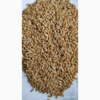 Продам пшеницю фуражну-3000т., с/г виробник, (I will sell fodder wheat - 3000 tons)