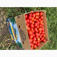 Продам помідори (сливки) опт