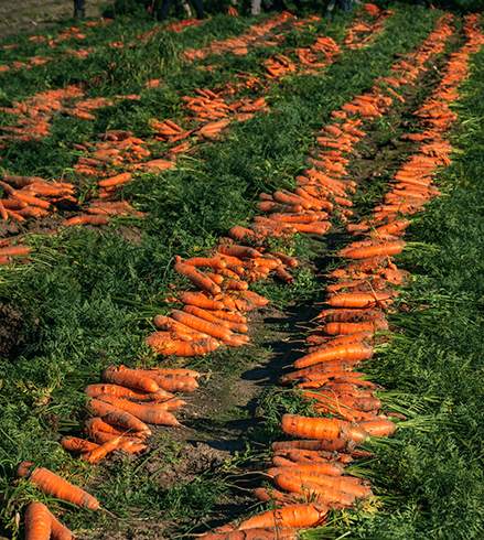 Фото 2. Продаємо свіжу моркву