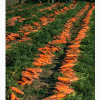 Продаємо свіжу моркву