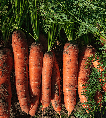 Фото 3. Продаємо свіжу моркву