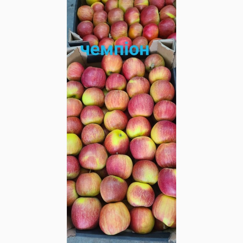 Фото 2. Продам яблука різних сортів