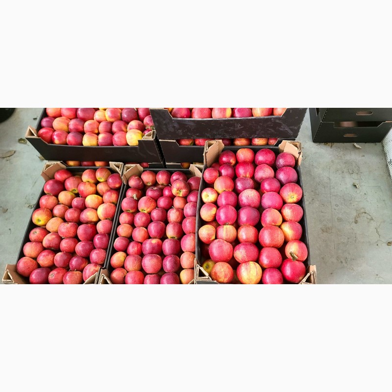 Фото 3. Продам яблука різних сортів