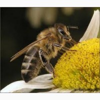 Пилок бджолиний пильцу пчелиную