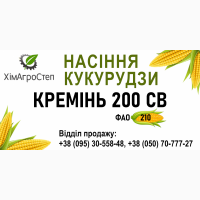 ТОВ ХімАгроСтеп пропонує насіння кукурудзи КРЕМЕНЬ 200 СВ (ФАО 210)