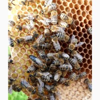 Бджоломатки Карпатки 2024 року плідні продам