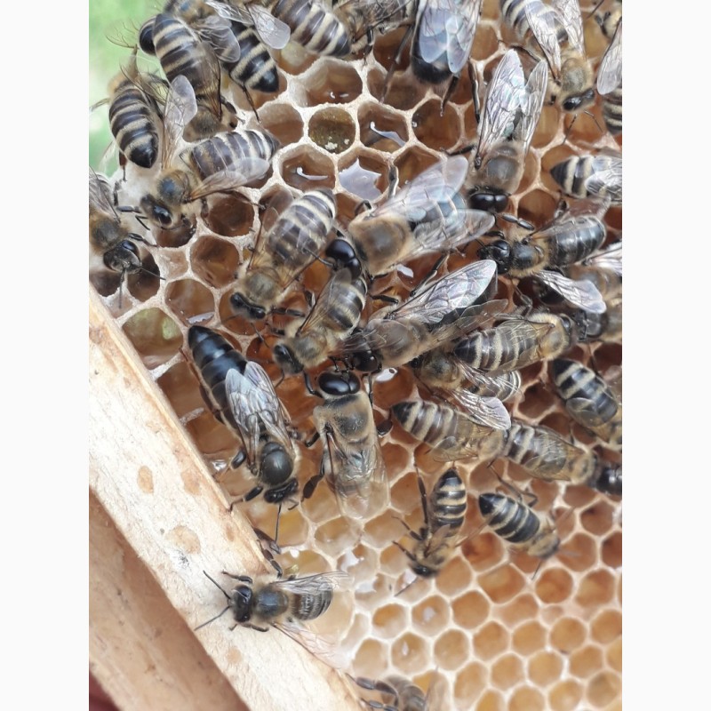 Фото 2. Бджоломатки Карпатки 2024 року плідні продам
