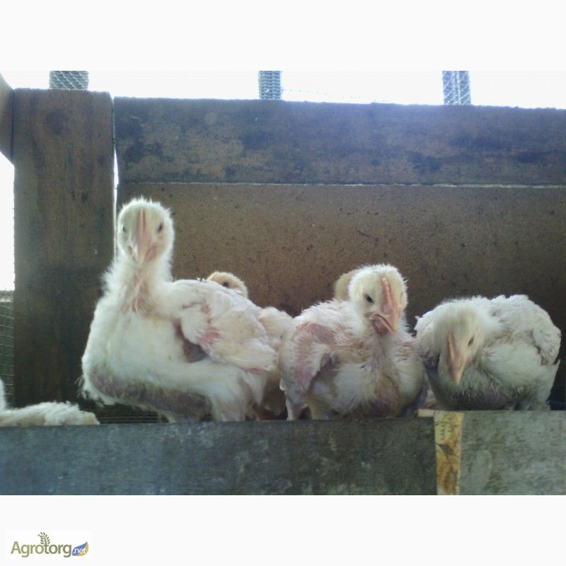 Фото 2. Продам цыплят-бройлеров подростков
