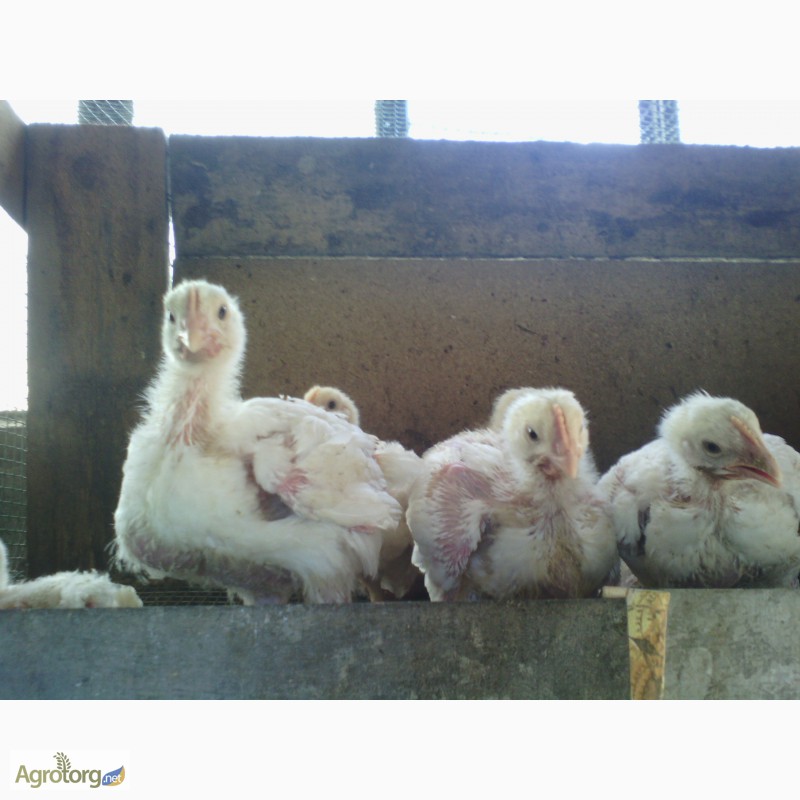 Фото 3. Продам цыплят-бройлеров подростков