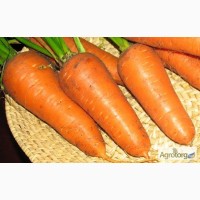 Продается оптом морковь, сорт Престо