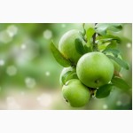 Продам красивые и крупные яблоки из собственного сада, разных сортов