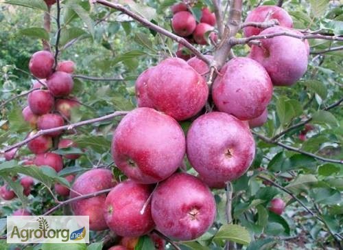 Фото 3. Продам красивые и крупные яблоки из собственного сада, разных сортов