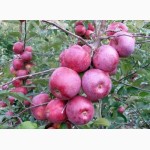 Продам красивые и крупные яблоки из собственного сада, разных сортов