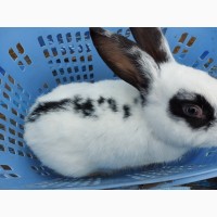 Продажа или обмен кроликов