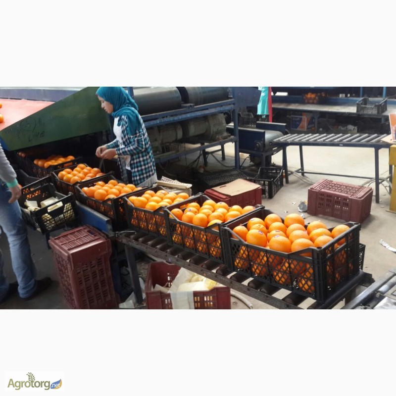 Продам египетские апельсины от производителя